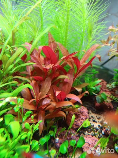 Криптокорина, Буцифаландры, Стаурогин и тд