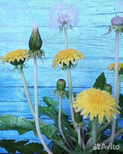 Одуванчики из холодного фарфора