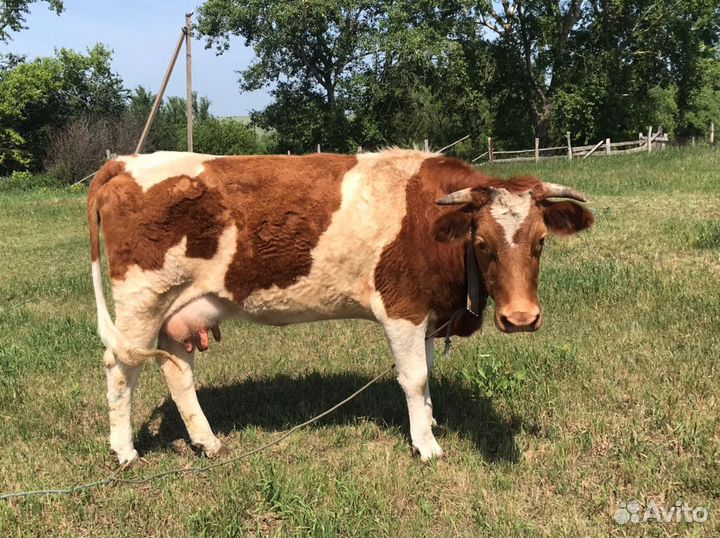 Корова дойная