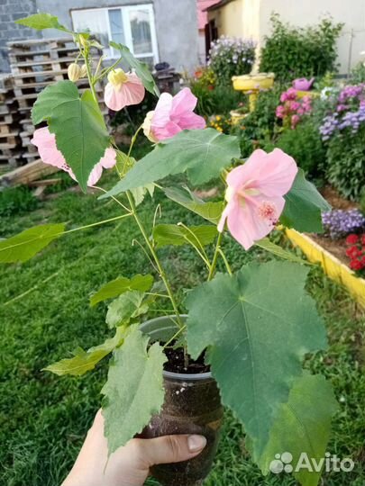 Комнатные цветы