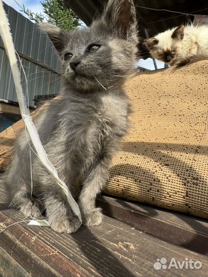Котята в добрые руки бесплатно