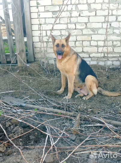 Щенки немецкой овчарки