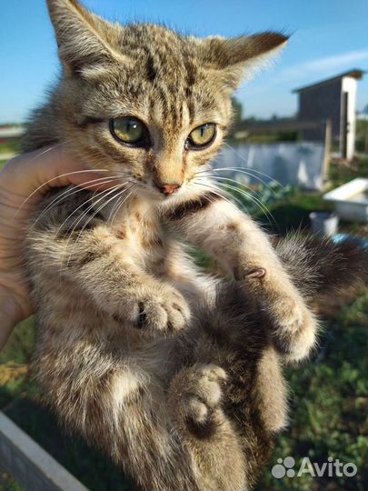 Котята в добрые руки бесплатно коты