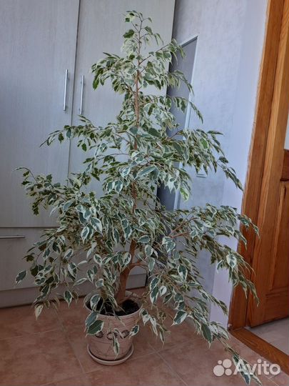 Фикус бенджамина пестролистный