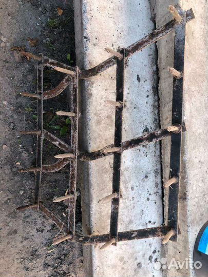 Баронки зубчатые