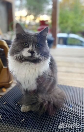Котик в дар бесплатно