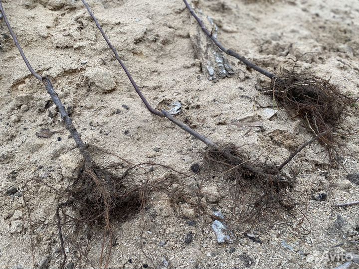 Саженцы яблони