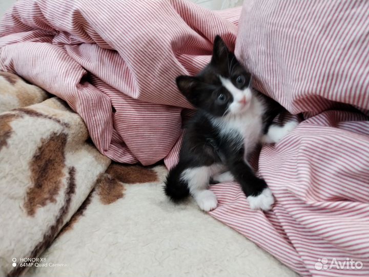 Кошка в дар