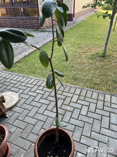 Комнатные растения цветы большие