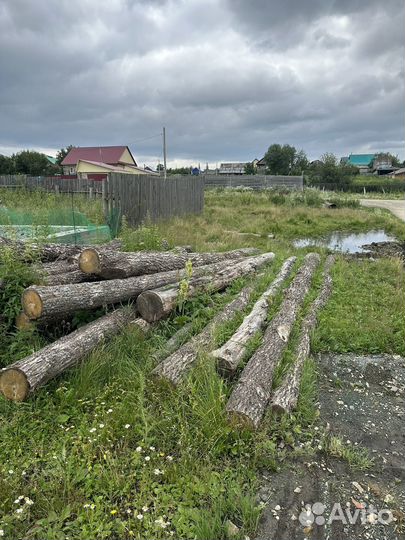 Лес кругляк дуб