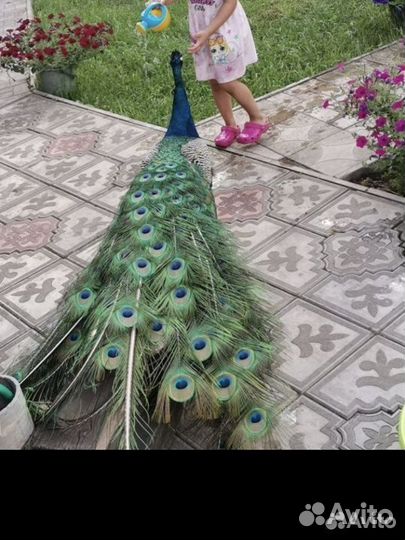 Продам белые павлины, индийские павлины, перья