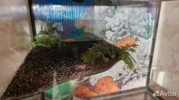 Аквариум