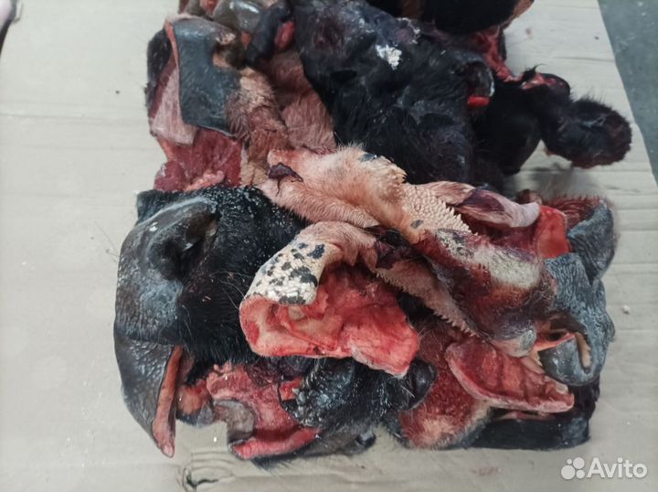 Носы говяжьи для собак