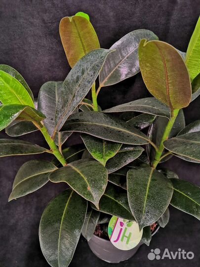 Фикус эластика мелани 3 растения 19/55