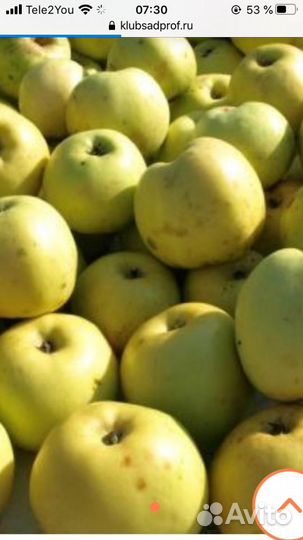 Яблоки