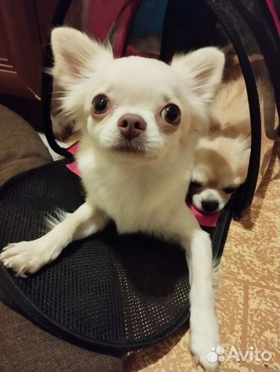 Домашняя передержка, собаки, кошки, зооняня