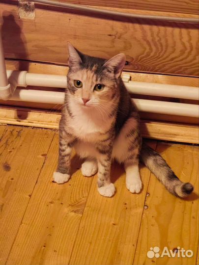 Кошка в дар