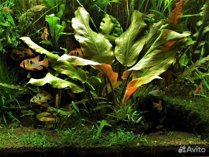 Растения,грунт, корм