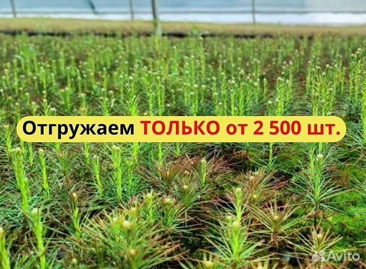 Саженцы сосны зкс оптом