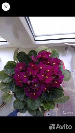 Фиалки комнатные