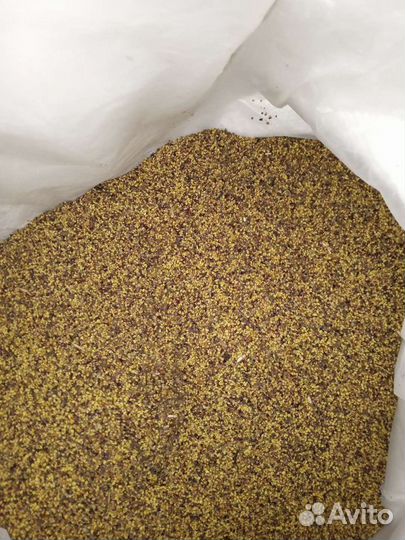 Семена люцерны