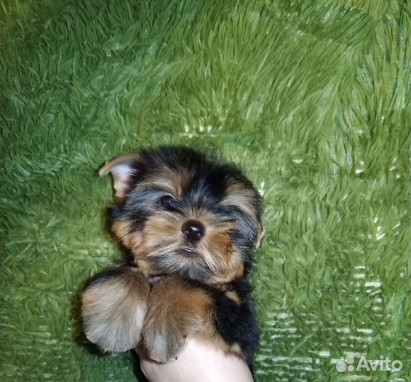 Щенки йорка мини