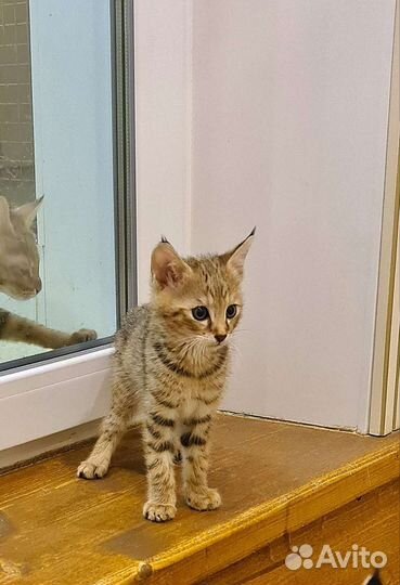 Кошка чаузи