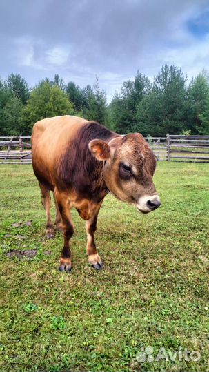 Джерсейский бык