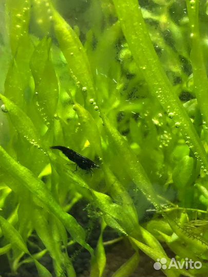 Креветки blue dream (блю дрим, голубая мечта)