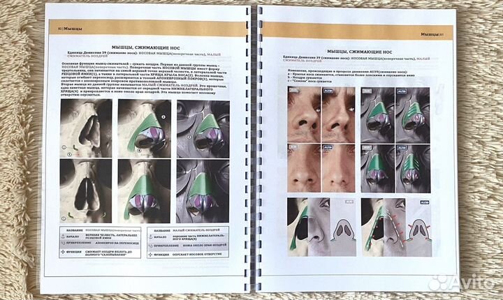 Анатомия лицевых выражений