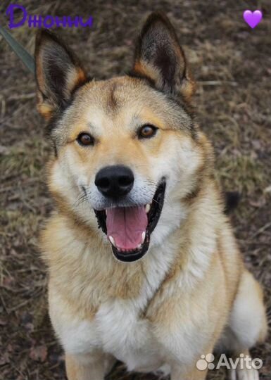 Собака из приюта ищет хозяина