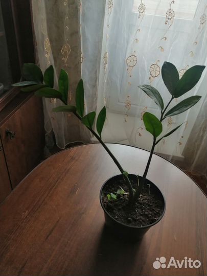 Зимиокулькас