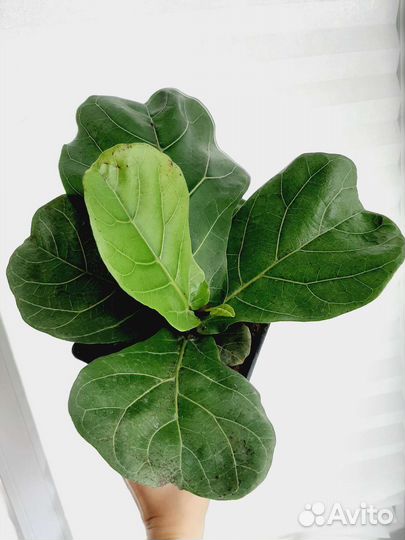 Фикус лирата и кинки,педилантус, аглаонема