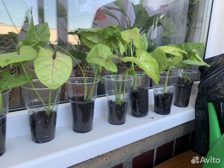 Сингониум mango allusion