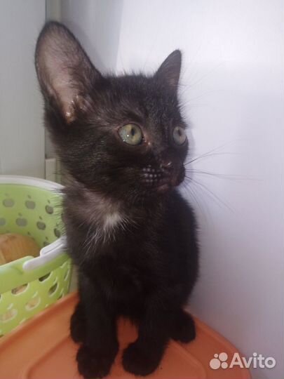 Кошка в дар бесплатно