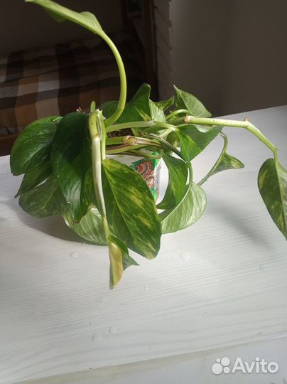 Сциндапсус золотистый