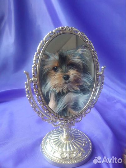 Йоркширский терьер мини