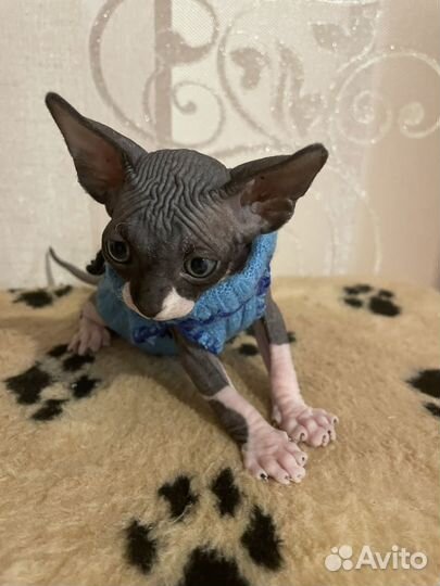 Канадский сфинкс