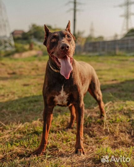 Собака в добрые руки