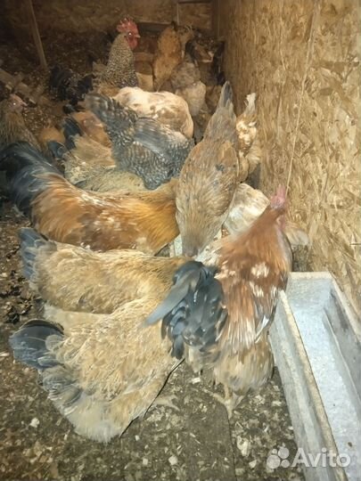 Домашние куриные яйца оптом и роз