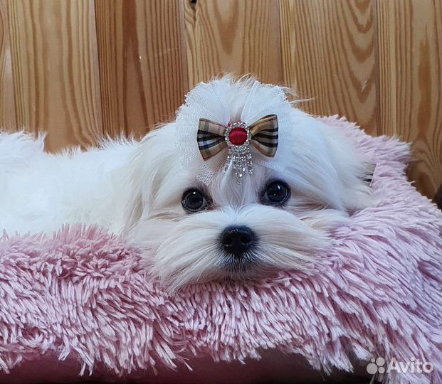 Щенки мальтийской болонки