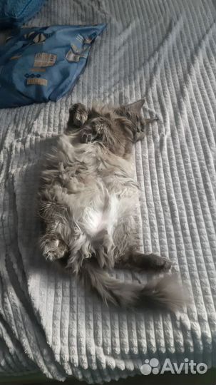 Кошка Лора в дар