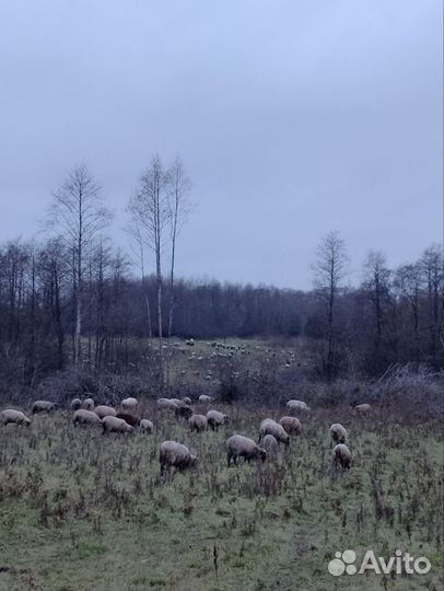 Мясо баранина