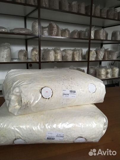 Грибной мицелий вешенки обыкновенной