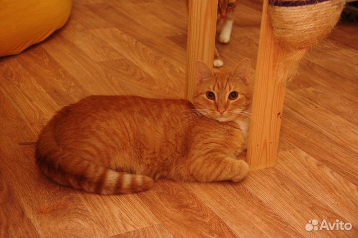 Котик Рыжик