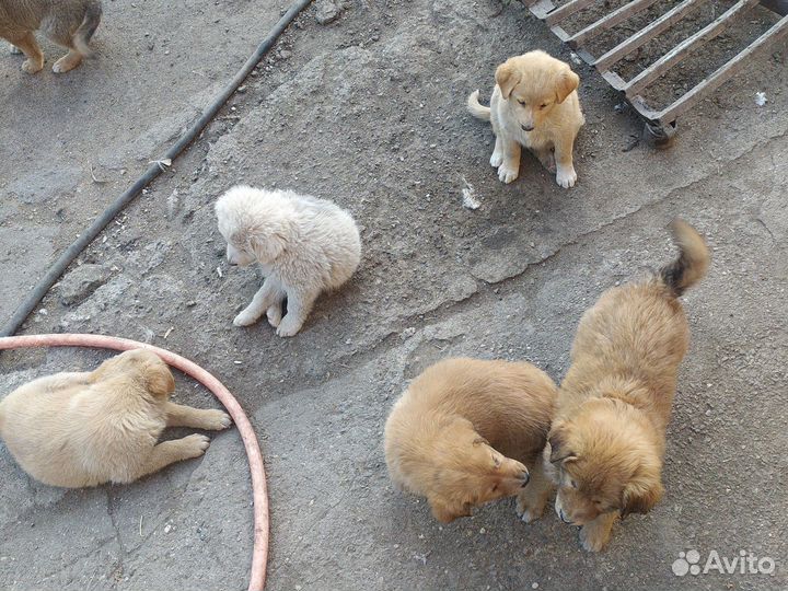 Отдам в добрые руки