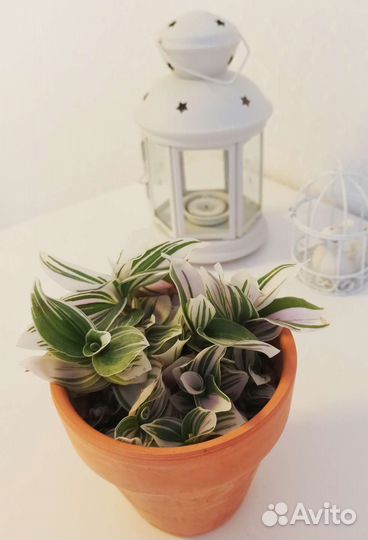 Традесканция белая