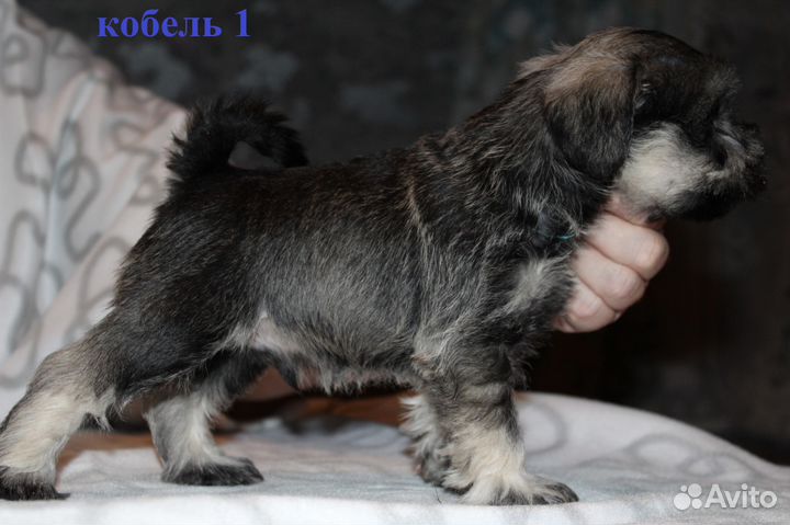 Щенки Цвергшнауцера перцового окраса