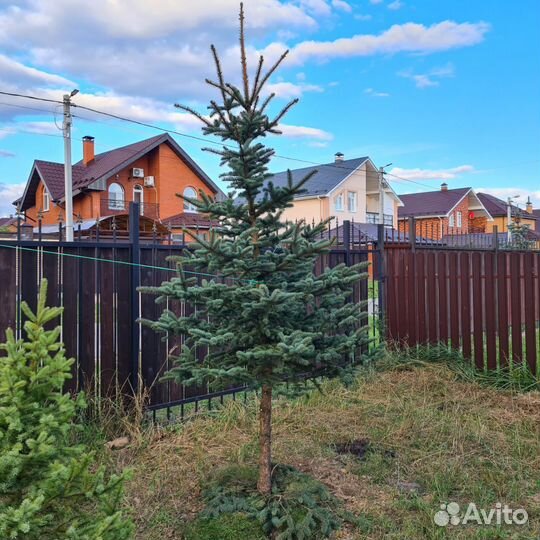 Ель финская голубая, 3м