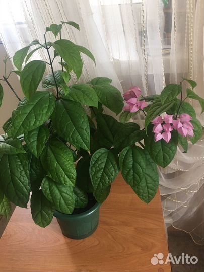 Клеродендрум